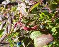 <i>Rosa acicularis</i> Lindl. rose photo