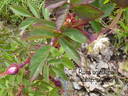 <i>Rosa acicularis</i> Lindl. rose photo