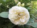 Mary Webb ® rose photo