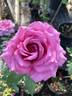Spiral Pink rose photo