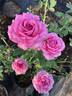 Spiral Pink rose photo