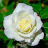 White Lightnin' rose photo