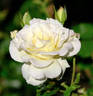 White Lightnin' rose photo