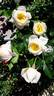 Amnesty International rose photo