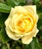 Yellow Sweetheart, Cl. rose photo
