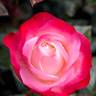 Vibrant Vonnie rose photo