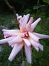 Comtesse Vandal rose photo