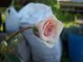 Fontana rose photo