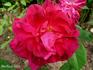 Carl Coers rose photo