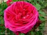 Docteur Brière rose photo