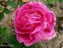 Mademoiselle Claire Truffaut rose photo