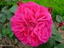 Duc de Crillon rose photo