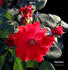 Espéranza rose photo