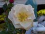 Fontana rose photo