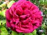 Docteur Brière rose photo
