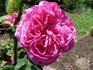 Duc de Crillon rose photo