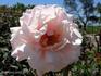 Duchess of Kent rose photo