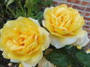 Marco Polo rose photo