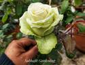 La Perla rose photo