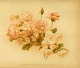 Mignonette rose photo