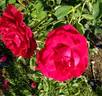 Royal Success ™ rose photo