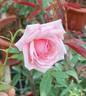 Hume's Blush Tea-scented China rose photo