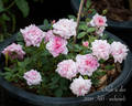 Chick-a-dee rose photo