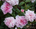 Chick-a-dee rose photo
