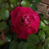 Eye Of The Storm rose photo