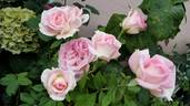 Falling in Love ™ rose photo