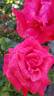 Cinnamon Dolce rose photo