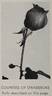Countess of Stradbroke rose photo