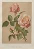 Comte de Sembui rose photo