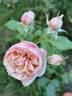Schönberg rose photo
