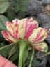 Gigi™ rose photo