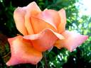 Lolita ® rose photo
