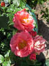 Carl Laemmle Rose rose photo