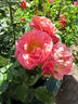 Carl Laemmle Rose rose photo
