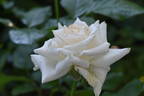 Casta Diva ® rose photo