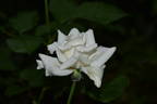 Casta Diva ® rose photo
