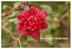 Président d'Olbecque rose photo