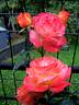 Vendée Impériale rose photo