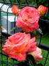 Vendée Impériale rose photo