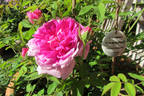 Tour de Malakoff (centifolia, Pastoret/Soupert rose photo