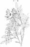 R. maximowicziana rose photo