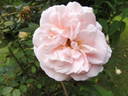 Matthias Claudius rose photo