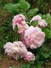 Schönberg rose photo