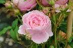 Cupcake rose photo