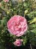 Cupcake rose photo