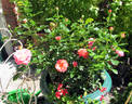 Carl Laemmle Rose rose photo